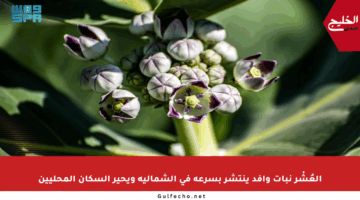 العُشْر نبات وافد ينتشر بسرعة في الشمالية ويحير السكان المحليين